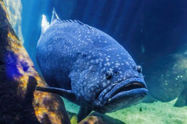 Renkli Dev Grup Epinefalus Lanceolatus Tropikal Balık Waikiki Oahu Hawaii. Mercanlarda ve tropik sulardaki resiflerde, Pasifik Okyanusu da dahil olmak üzere..