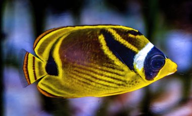 Renkli rakun kelebek balığı Chaetodon lunula Waikiki Oahu Hawaii. Rakun Balığı, Hawaii de dahil olmak üzere Pasifik Okyanusu açıklarında.. 