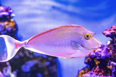 Renkli Bluespine Unicornfish Tang Tropikal Balık Naso unicornis Waikiki Oahu Hawaii.