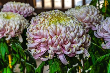 Pembe Kasımpatı Toshodaiji Budist Tapınağı Nara Japonya. 759 yılında Çin İmparatorluğu keşişi Jianzhen tarafından Nara döneminde kurulmuştur. Kasımpatılar Japonya 'nın sembolüdür ve sonbaharda Japonya' nın birçok yerindedir..