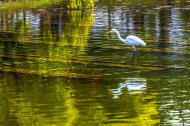 Renkli Beyaz Balıkçıl Kuşu Todaiji Budist Tapınağı Parkı Nara Japonya 'ya düştü. Jishoji Tapınağı olarak da bilinir. MS 752 tarihli Tapınak Tarihi UNESCO Dünya Mirası Sitesi.