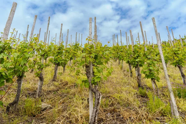 Famous slate soils vineyards on the Moselle