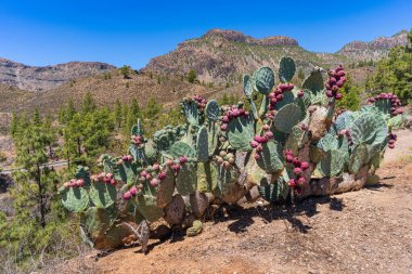 Gran Canaria dağlarında dikenli armut bitkisi