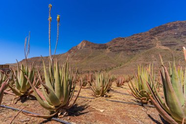Gran Canaria Kanarya Adası 'ndaki Aloe Vera çiftliği