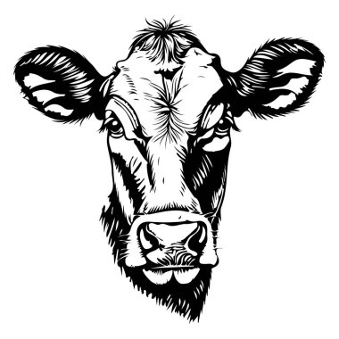 İnek Başı Çizim Çizimi. İşleme stili izole edilmiş vektör çizimi. Vektör illüstrasyonu