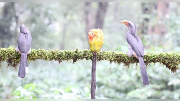 Hermoso Video Pájaro Carey Gris Malabar Teniendo Frutas Con Hermoso — Vídeos de Stock