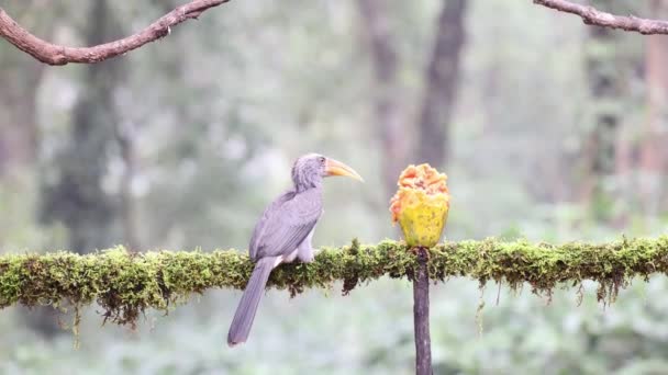 Hermoso Video Pájaro Carey Gris Malabar Teniendo Frutas Con Hermoso — Vídeos de Stock