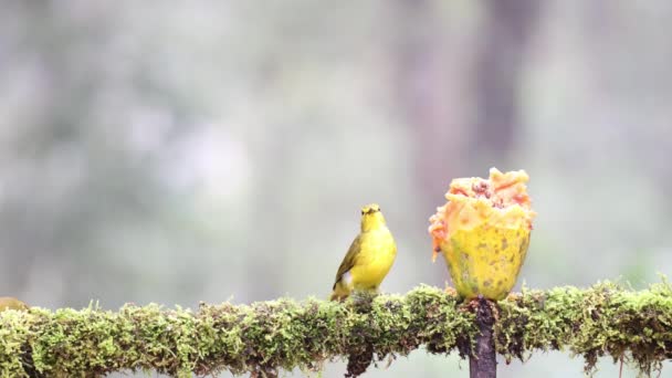 食べ物として果物を持つ黄色の喉の渇いたブルブル 背景の良い素晴らしい写真 鳥が餌を食べるのを見るのが一番です 4Kで撮影されましたビデオをお楽しみください — ストック動画