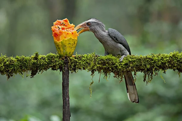 Malabar Grijze Neushoornvogel Met Fruit Met Prachtige Achtergrond Bij Coorg — Stockfoto
