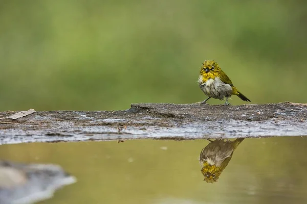 Oriental white-eye bird  playing in water. Amazing photo  with good background. Best to watch when birds play in the water body