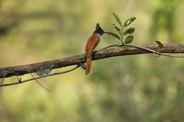 Indiánský Ráj Létavec Pták Sedí Větvi Stromu Úžasná Fotografie Krásným — Stock fotografie