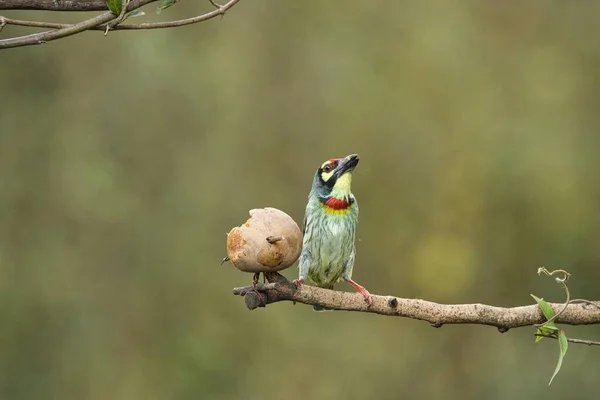 Coppersmith Barbet Tendo Frutas Com Belo Fundo Karnataka Índia Pássaro — Fotografia de Stock