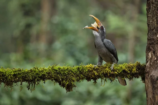 Malabar Grijze Neushoornvogel Met Fruit Met Prachtige Achtergrond Bij Coorg — Stockfoto