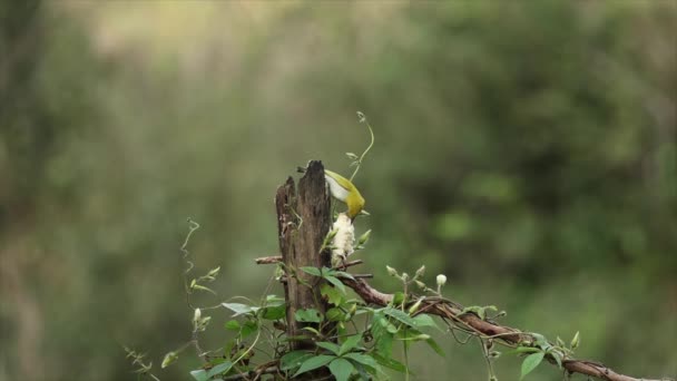 Oriental Ojo Blanco Indio Pájaro Ojo Blanco Que Tiene Frutas — Vídeos de Stock