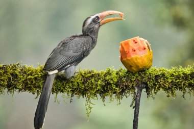 Coorg, Karnataka, Hindistan 'da güzel bir geçmişi olan en güzel Malabar gri boynuz gagası.