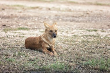 Pench Ulusal Parkı 'nda geyikleri takip eden güzel bir geçmişi olan aptal ya da vahşi köpek.