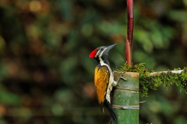 Black Rumped Flameback woodpecker with beautiful background in the perched with insect feed