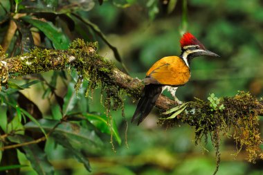 Black Rumped Flameback woodpecker with beautiful background in the perched with insect feed