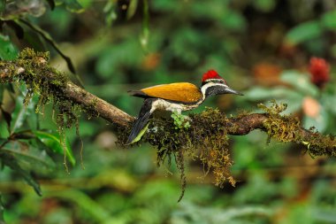 Black Rumped Flameback woodpecker with beautiful background in the perched with insect feed