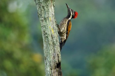 Black Rumped Flameback woodpecker with beautiful background in the perched with insect feed
