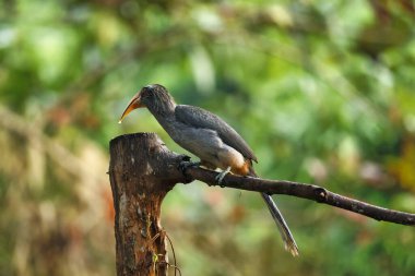 Most Beautiful Malabar grey hornbill having fruits with beautiful background at Thattekad,Kerala,India
