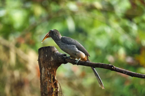 stock image Most Beautiful Malabar grey hornbill having fruits with beautiful background at Thattekad,Kerala,India