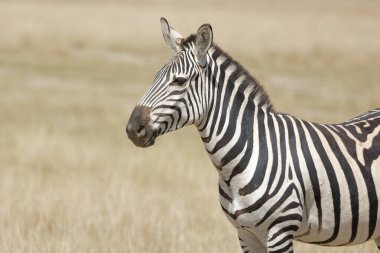 Kenya Amboseli Ulusal Parkı 'nda güzel bir geçmişi olan Zebra' nın portresi. Oturma odandaki fotoğraf çerçevesi için uygun.