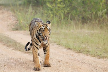 Cesur ve vahşi erkek kaplan Tadoba Ulusal Parkı 'nda yürürken vuruldu Maharashtra, Hindistan. 