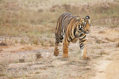 Cesur ve vahşi erkek kaplan Tadoba Ulusal Parkı 'nda yürürken vuruldu Maharashtra, Hindistan. 