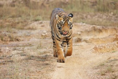 Cesur ve vahşi erkek kaplan Tadoba Ulusal Parkı 'nda yürürken vuruldu Maharashtra, Hindistan. 