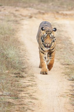 Cesur ve vahşi erkek kaplan Tadoba Ulusal Parkı 'nda yürürken vuruldu Maharashtra, Hindistan. 