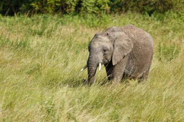 Masai Mara Ulusal Parkı 'ndaki Afrika Çalı Fili' nin güzel fotoğrafı. Resim, oturma odası için duvar kağıdı olarak uygundur.