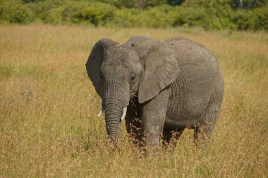 Masai Mara Ulusal Parkı 'ndaki Afrika Çalı Fili' nin güzel fotoğrafı. Resim, oturma odası için duvar kağıdı olarak uygundur.