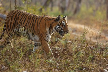 Cesur ve Vahşi Kadın Kaplanın Güzel Portresi Bandipur Ulusal Parkı veya Tiger Reserve, Karnataka, Hindistan 'da yürürken yakın plan çekimleri