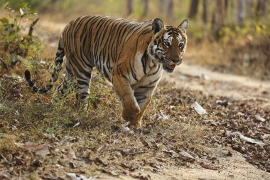 Cesur ve Vahşi Kadın Kaplanın Güzel Portresi Bandipur Ulusal Parkı veya Tiger Reserve, Karnataka, Hindistan 'da yürürken yakın plan çekimleri