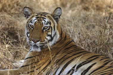 Tadoba Ulusal Parkı 'ndaki en cesur ve güzel kaplan ya da kaplan portresi oturma odasında fotoğraf çerçevesi olarak kullanılabilir..