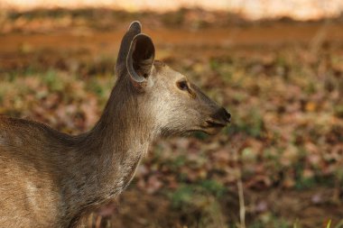 Bandipur Ulusal Parkı 'ndaki ormandaki Sambar Geyiğinin Güzel Portresi, Karnataka, Hindistan