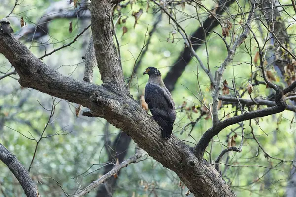 Ağaçta oturan ibikli yılan kartalı - Hindistan 'ın Uttar Pradesh kentindeki Dudhwa Ulusal Parkı' nda 