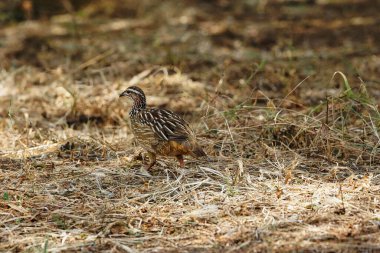 Kenya 'daki Amboseli Ulusal Parkı' ndaki tatil beldelerinin yakınındaki Fransız kuşunun güzel fotoğrafı..