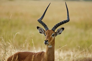 Afrika Impala 'sı Masai Mara Ulusal Parkı, Kenya, Afrika.