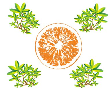 Juicy and fresh piece of sliced  orange  with green leaves  on white background