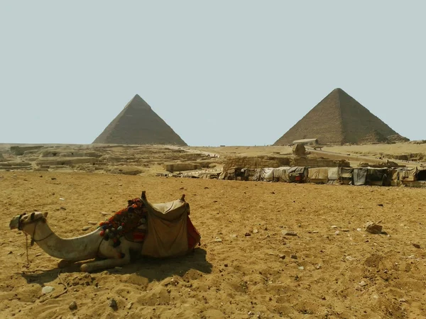 チョップとメンクールのピラミッドを見下ろすギーザ高原 休憩ラクダと大スフィンクス — ストック写真