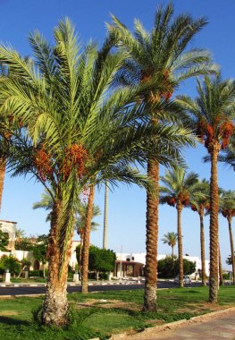 2021 yazında Sharm El Sheikh tatil beldesinde hurma ağaçları. Mısır  