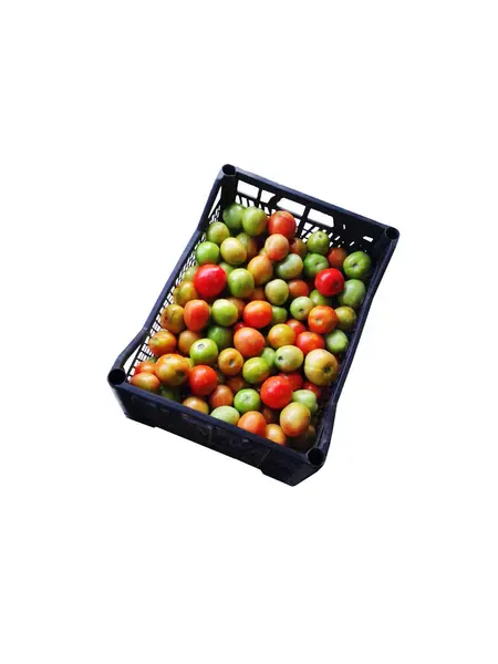 Beyaz arka planda siyah, kırmızı ve yeşil organik domatesler.