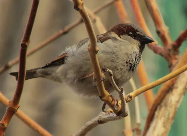  Yalnız bir serçe çalıların üzerinde oturur.                       