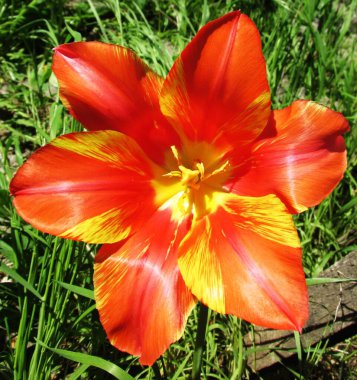 Yeşil yapraklara karşı açan lale çiçeği                                