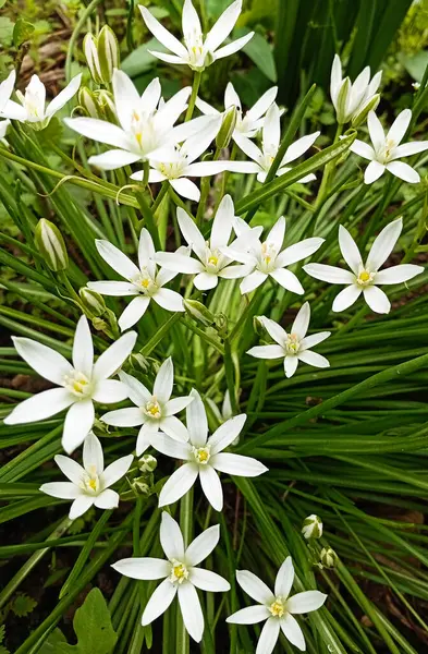 Yeşil çimenlerin arka planında Ornithogalum umbellatum
