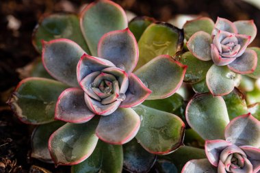 Echeveria cinsinin çiçek açan bitkileri. Popüler bir kapalı mekan bitkisi