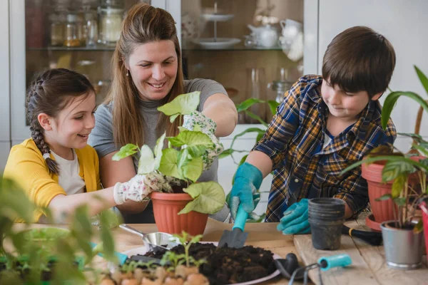 Mãe Com Seus Filhos Plantando Repotting Plantas Jardim Home Conceito — Fotografia de Stock