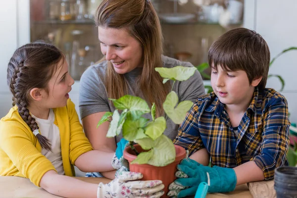 Moeder Met Haar Kinderen Planten Verpotten Planten Thuis Tuin Ecologie — Stockfoto